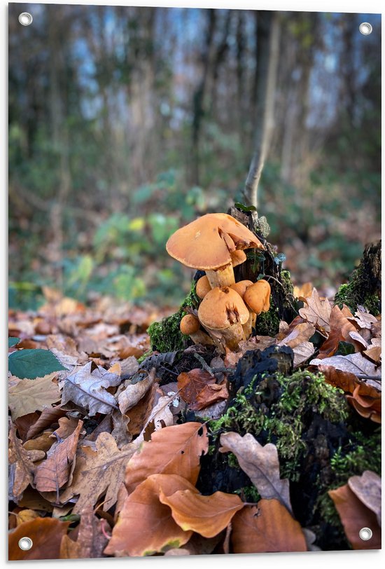 WallClassics - Tuinposter – Bruine Paddenstoelen in het Bos - 60x80 cm Foto op Tuinposter  (wanddecoratie voor buiten en binnen)