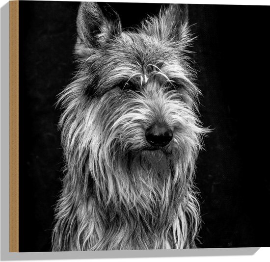 WallClassics - Hout - Oude Wijze Hond - 50x50 cm - 12 mm dik - Foto op Hout (Met Ophangsysteem)