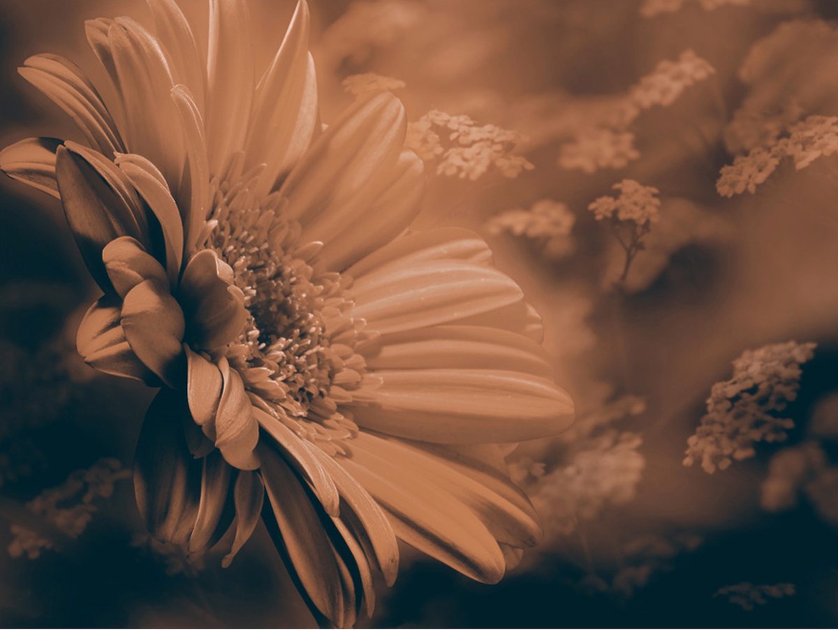 Fotobehang - Gerbera in brons.