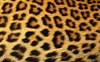 Fotobehang - Vlies Behang - Luipaardprint - Panterprint - Panterhuid - Luipaardhuid - Pantervacht - Luipaardvacht - 208 x 146 cm