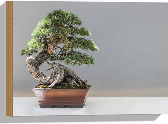 WallClassics - Hout - Foto van een Bonsai Boompje - 40x30 cm - 12 mm dik - Foto op Hout (Met Ophangsysteem)