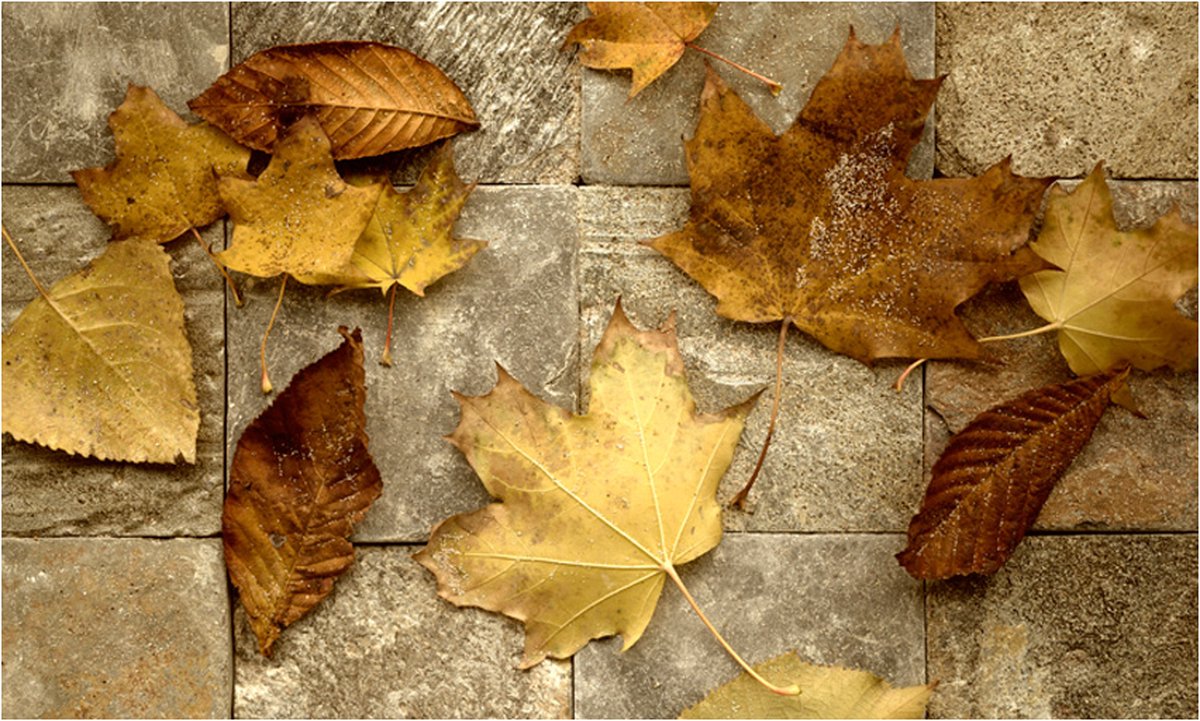 Fotobehang - Voorbode van de herfst.