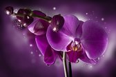 Fotobehang - Fairy tale and orchid.