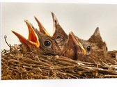 WallClassics - PVC Schuimplaat - Baby Vogeltjes in een Nest - 75x50 cm Foto op PVC Schuimplaat (Met Ophangsysteem)