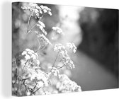 Canvas Schilderij Fluitenkruid in de berm - zwart wit - 30x20 cm - Wanddecoratie