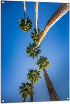 WallClassics - Tuinposter – Onderaanzicht van Palmbomen - 80x120 cm Foto op Tuinposter  (wanddecoratie voor buiten en binnen)
