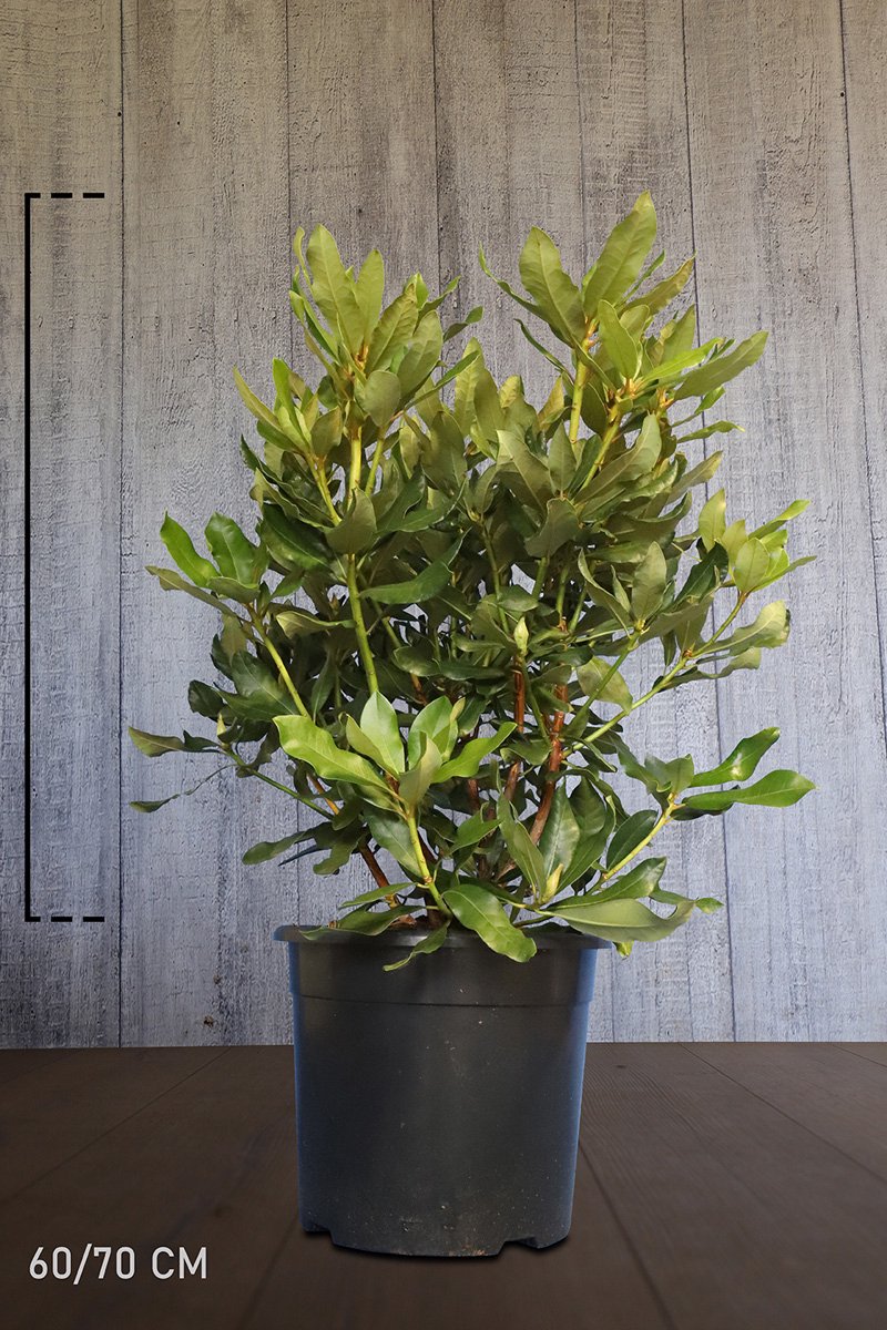 Plants Online - Haagplanten - Heesters - Rhododendron 'Nova Zembla' - Pot 60-70 cm - set van 10 - Groeit breed uit - Wintergroen - Zeer winterhard - Bloeiende plant