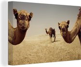 Canvas Schilderij Kamelen in Doha Gatar - 90x60 cm - Wanddecoratie