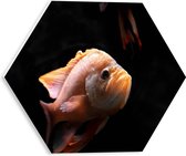 PVC Schuimplaat Hexagon - Sip Kijkende Oranje Vis bij Vissen - 30x26.1 cm Foto op Hexagon (Met Ophangsysteem)