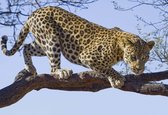 Fotobehang Leopard Tree | PANORAMIC - 250cm x 104cm | 130g/m2 Vlies