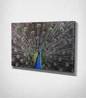 Peacock Canvas | 40x60 cm