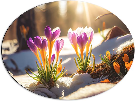 Dibond Ovaal - Zonnestralen op Bloeiende Krokusbloemen op Koude Ochtend - 68x51 cm Foto op Ovaal (Met Ophangsysteem)