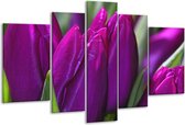 Peinture sur verre tulipe | Violet vert | 170x100cm 5 Liège | Tirage photo sur verre |  F001576