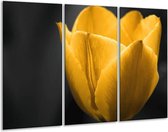 Peinture sur toile Tulipe | Noir jaune | 120x80cm 3 Liège
