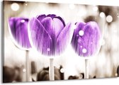 Peinture sur toile Tulipe | Violet, blanc | 140x90cm 1 Liège