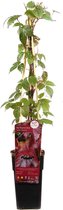 Hello Plants Parthenocissus Tricuspidata Veitch Boskoop Wilde Wingerd - Klimplant - Ø 15 cm - Hoogte: 65 cm