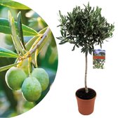Plant in a Box - Olea Europaea - Winterharde olijfboom op stam - Pot 21cm - Hoogte 90-100cm