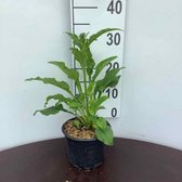 Echinacea purpurea 'Alba' C2 cm