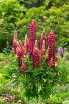 Lupinus 'Gallery Pink' C2 cm