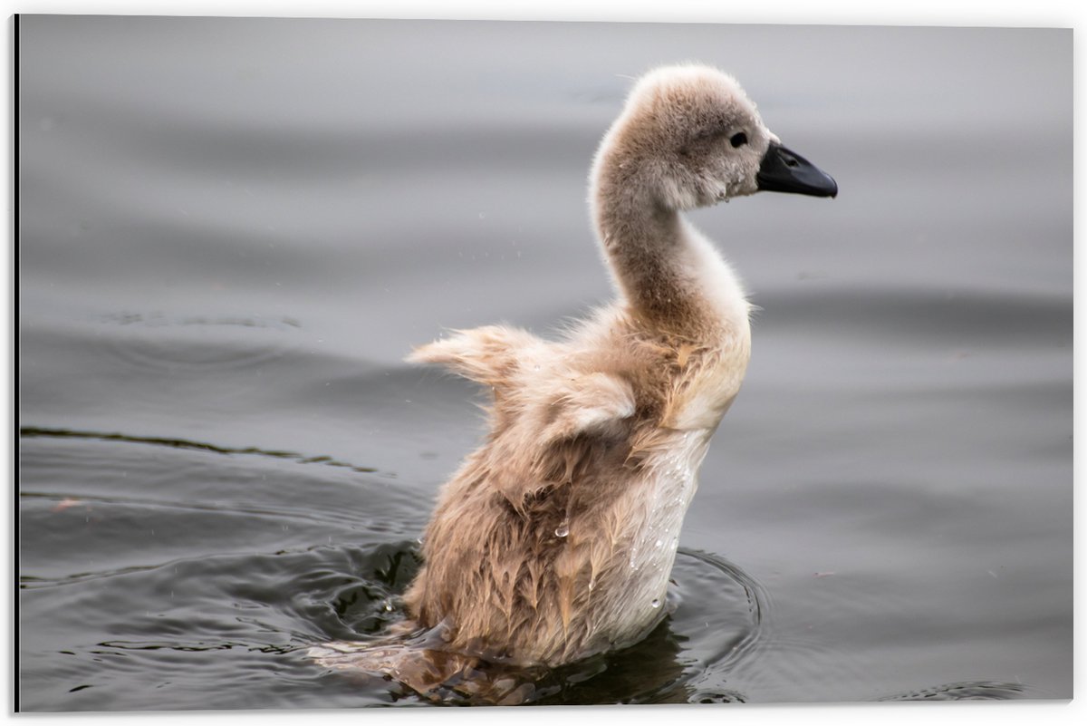 Dibond - Baby Zwaan Dobberend op het Water - 60x40 cm Foto op Aluminium (Wanddecoratie van metaal)