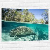 Muursticker - Doejong Zeekoe Zwemmend over de Bodem in Ondiep Water bij Bos - 80x60 cm Foto op Muursticker