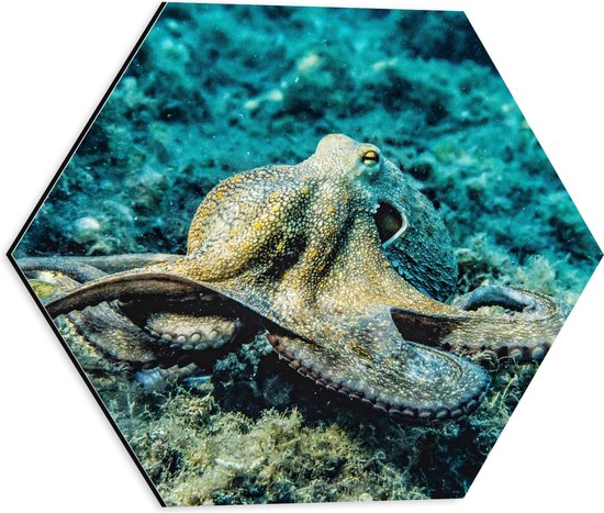 Dibond Hexagon - Octopus bij Waterplanten op de Zeebodem - 40x34.8 cm Foto op Hexagon (Met Ophangsysteem)