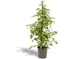 Hello Plants Ficus Benjamina Golden King Treurvijg - Ø 21 cm - Hoogte: 95 cm - Kamerplant Huisplant
