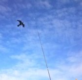 Bird-Scare Kite vlieger set 7 meter