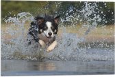 Vlag - Vrolijk Rennende Bordercollie Hond door het Water - 60x40 cm Foto op Polyester Vlag
