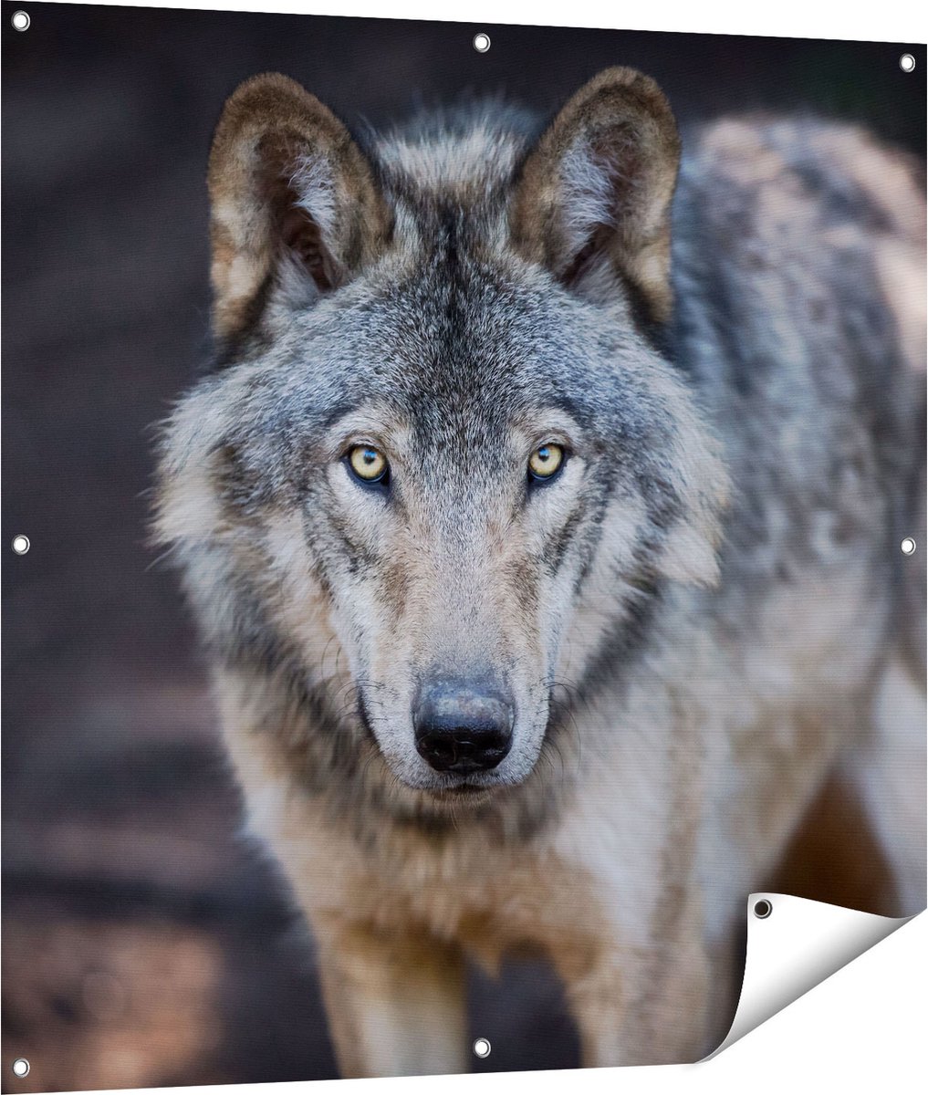 Gards Tuinposter Wolvenkop - Grijze Wolf - 100x100 cm - Tuindoek - Tuindecoratie - Wanddecoratie buiten - Tuinschilderij Multikleur