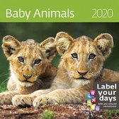 Babydieren - Baby Animals Kalender 2020