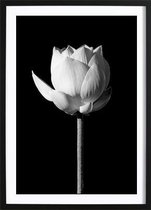 Blooming Lotus Black Poster (50x70cm) - Wallified - Natuur - Landschap - Zee - Poster - Print - Wall-Art - Woondecoratie - Kunst - Posters