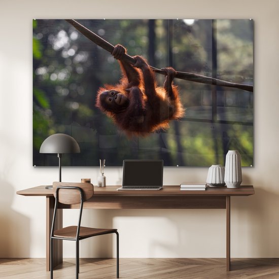 Tableau sur Verre - Jeune Orang-outan Suspendu à une Branche - 180x120 cm - Peintures sur Verre Peintures - Photo sur Glas