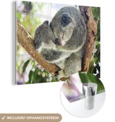 MuchoWow® Glasschilderij 160x120 cm - Schilderij acrylglas - Koala's - Knuffel - Dieren - Kids - Jongens - Meiden - Foto op glas - Schilderijen