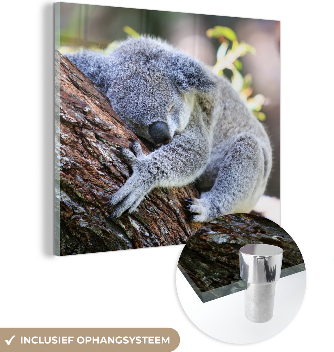 ® Glasschilderij 50x50 cm - Schilderij acrylglas - Koala - Boomstam - Knuffel - Kids - Jon