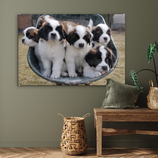 Peinture sur verre - Brouette avec chiots Saint Bernard - 90x60 cm - Peintures sur Verre Peintures - Photo sur Glas