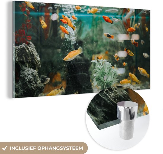 MuchoWow® Glasschilderij 160x80 cm - Schilderij acrylglas - Kleine visjes in een aquarium - Foto op glas - Schilderijen