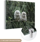 Deux chouettes en Glas 180x120 cm - Tirage photo sur Glas (décoration murale en plexiglas) XXL / Groot format!