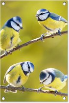 Tuinposter vogels - Tuindecoratie pimpelmees - 40x60 cm - Wanddecoratie voor buiten - Schutting decoratie natuur - Buitenposter - Schuttingdoek - Tuindoeken - Tuinversiering - Tuin doek - Balkon poster