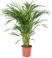 Choice of Green Areca Dypsis Palm - Kamerplant in Kwekers Pot ⌀21 cm -  ↕100 cm