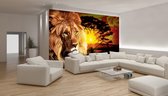 Lion Sunset Africa Nature Tree Photo Wallcovering