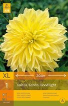 2 stuks 1 Dahlia Kelvin Floodlight