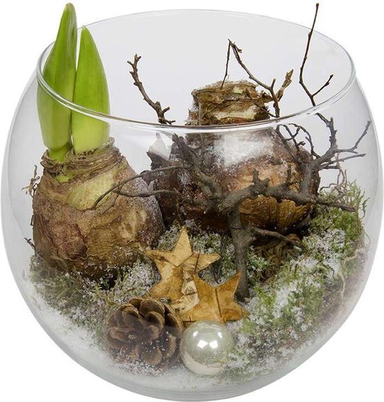 Choice of Green - Amaryllis - bollen in een open rond glas met  kerstdecoratie - ... | bol.com