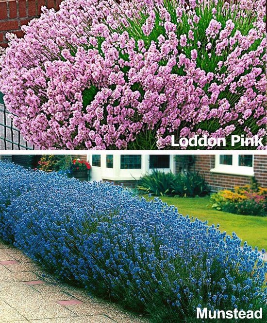 Klik US dollar demonstratie bol.com | 10x Lavandula Angustifolia - Set van 5 Munstead en Set van 5  Loddon Pink - Lavendel...