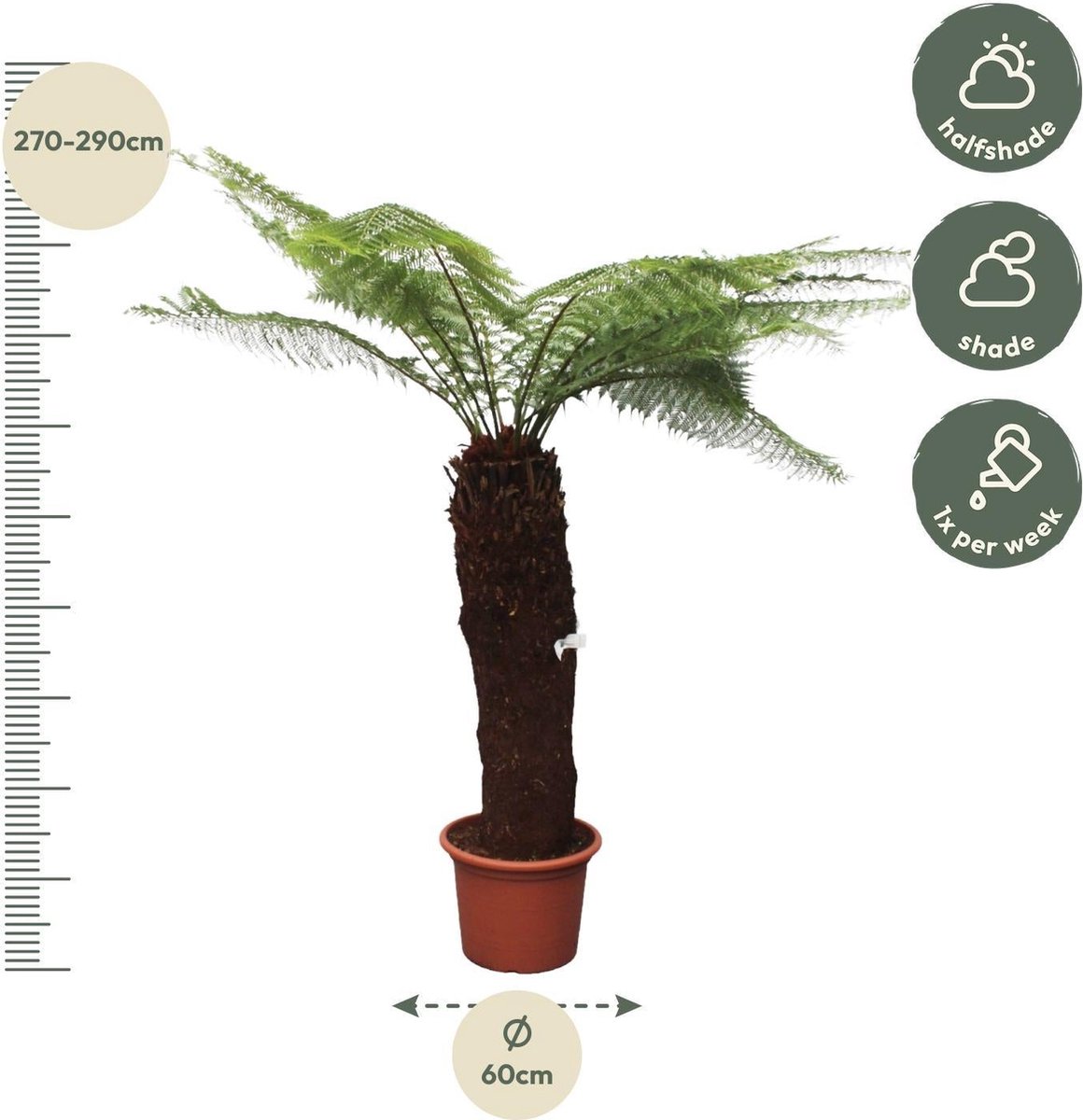 Green Harmony - Dicksonia Antarctica - 280cm - ø60