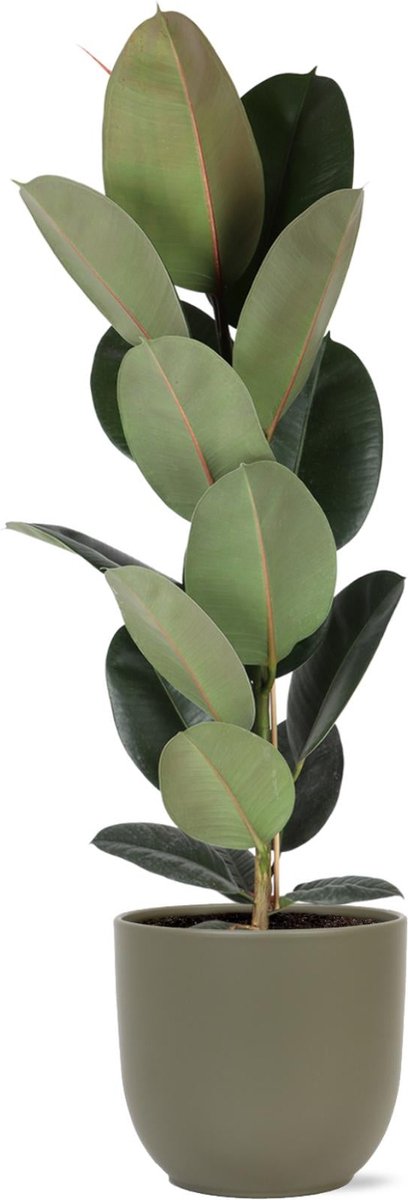 Ficus Elastica Robusta - Ø21cm - 90cm in Boule OLIJF pot