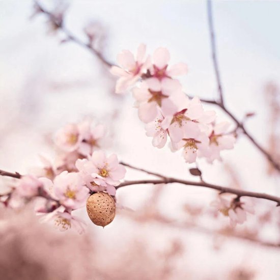 WELEDA - Verzachtende Gezichtscrème Light - Amandel - 30ml - 100% natuurlijk