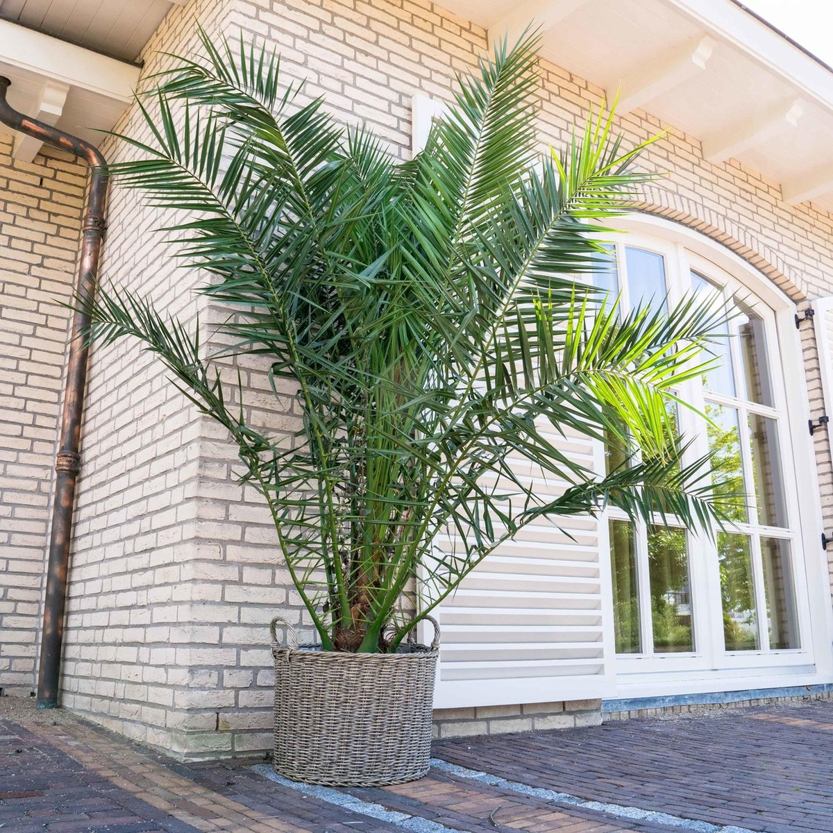 Phoenix Canariensis - 300cm - ø40