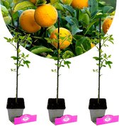 Drie jonge, winterharde wilde citroenplanten (Citrus trifoliata) van ongeveer 20 cm hoog, in grijze potten met roze labels.