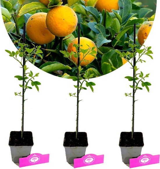 Drie jonge, winterharde wilde citroenplanten (Citrus trifoliata) van ongeveer 20 cm hoog, in grijze potten met roze labels.